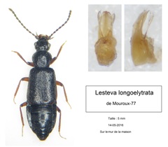 Lesteva longoelytrata