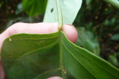 Passiflora longiracemosa