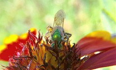 Agapostemon angelicus