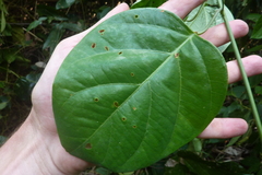 Passiflora longiracemosa