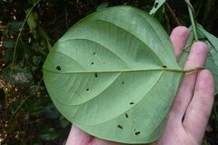 Passiflora longiracemosa