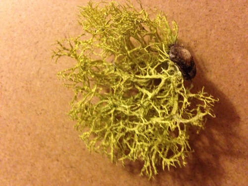 iNaturalist observation photo of wolf lichen