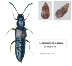 Liogluta longiuscula