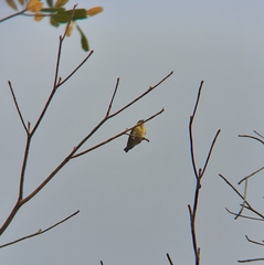 Anthoscopus flavifrons