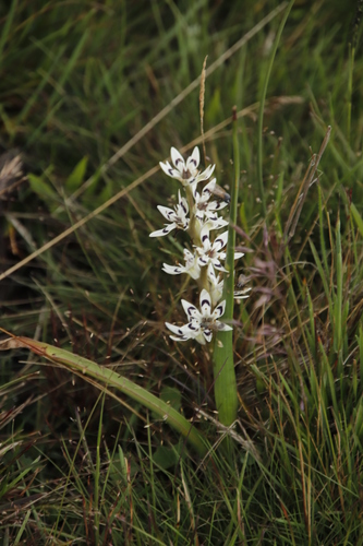 Image of Wurmbea elatior by (c) Tony Rebelo, some rights reserved (CC BY-SA)