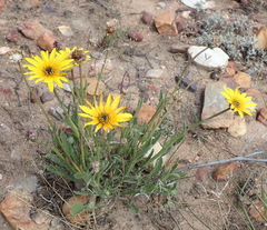 Arctotis lanceolata