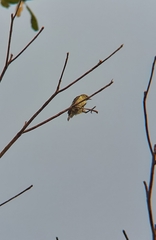 Anthoscopus flavifrons