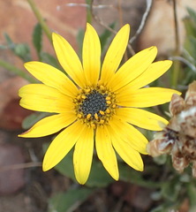 Arctotis lanceolata