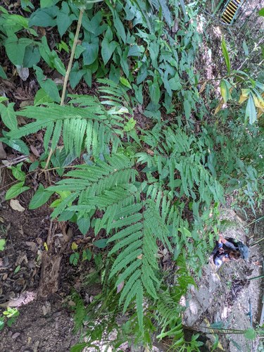 Adiantum pectinatum