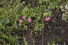 Rhodohypoxis