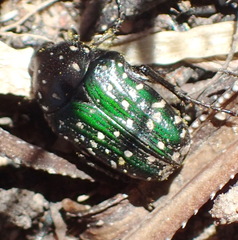 Leucocelis adspersa adspersa