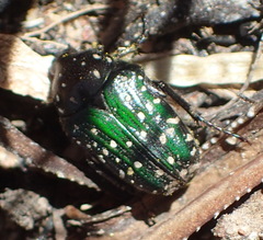 Leucocelis adspersa adspersa