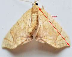 Eulithis diversilineata