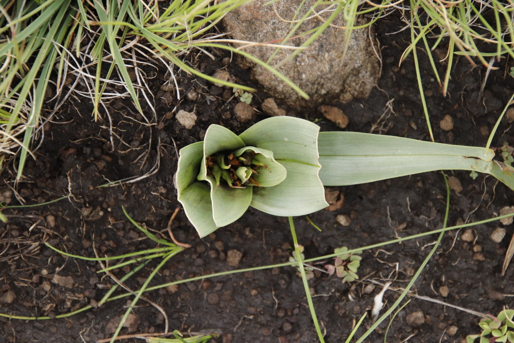 Colchicum longipes, Drakensberg escarpment n Tenahead, twixt Bell and Tina Rivers