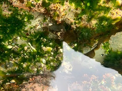 Ulva californica