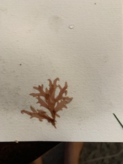 Acrosorium ciliolatum