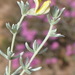 Aspalathus pedunculata - Photo (c) Nicola van Berkel, alguns direitos reservados (CC BY-SA), uploaded by Nicola van Berkel