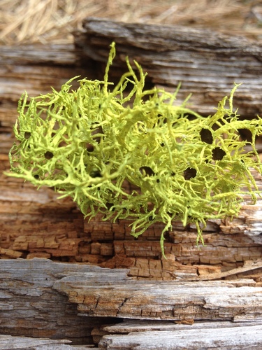 iNaturalist observation photo of Brown-eyed Wolf Lichen