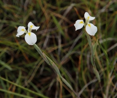 Moraea albicuspa