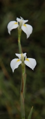 Moraea albicuspa