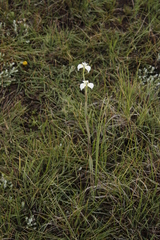 Moraea albicuspa