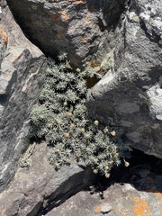Helichrysum galpinii