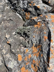 Helichrysum galpinii