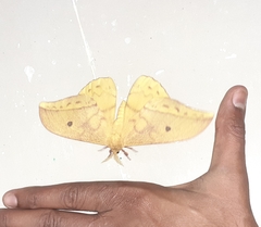 Pseudantheraea