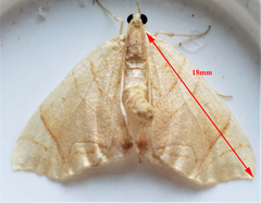 Eulithis gracilineata