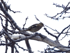 Fringilla coelebs