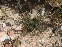 Muraltia dispersa