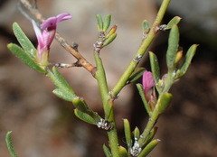 Muraltia dispersa