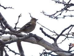 Fringilla coelebs