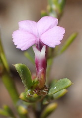 Muraltia dispersa