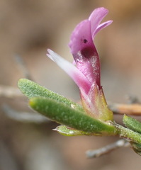 Muraltia dispersa