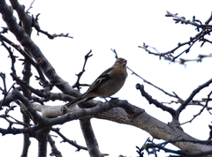 Fringilla coelebs
