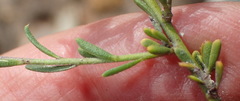 Muraltia dispersa