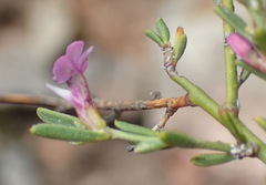 Muraltia dispersa