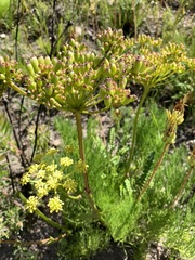 Tordylieae