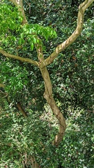 Terminalia oblonga