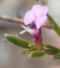 Muraltia dispersa
