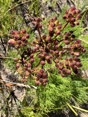 Tordylieae