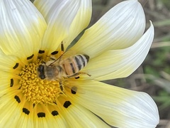 Apis mellifera