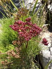 Tordylieae