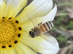 Apis mellifera