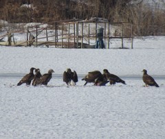 Haliaeetus leucocephalus