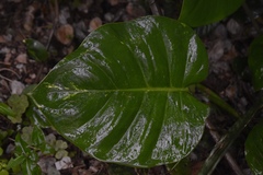 Epipremnum aureum