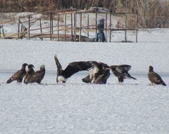 Haliaeetus leucocephalus