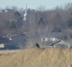 Haliaeetus leucocephalus