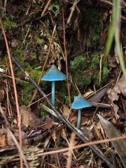 Entoloma virescens